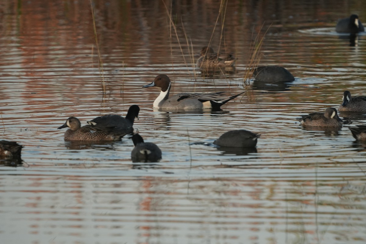Northern Pintail - ML646402200