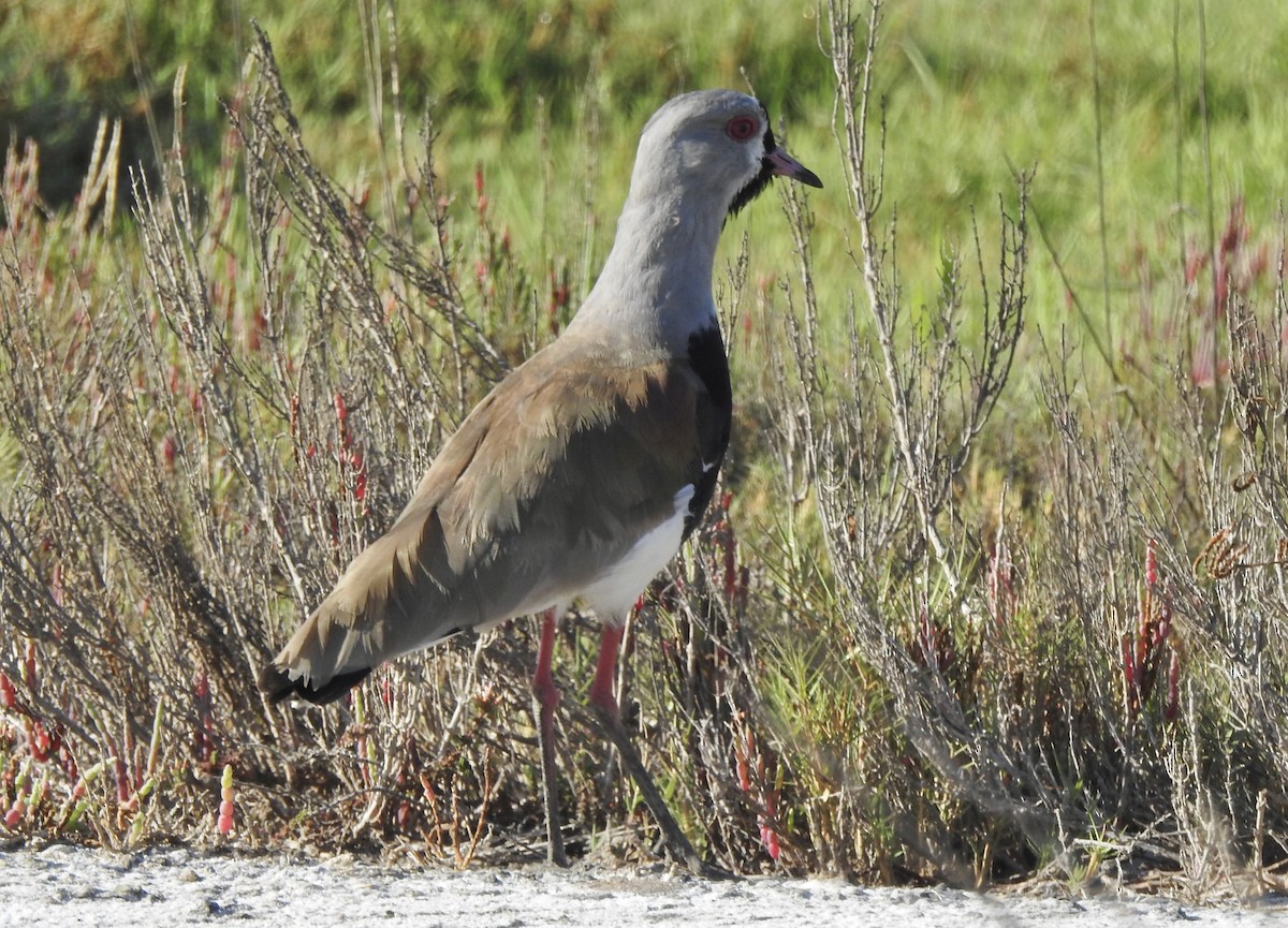 Southern Lapwing - ML646402201