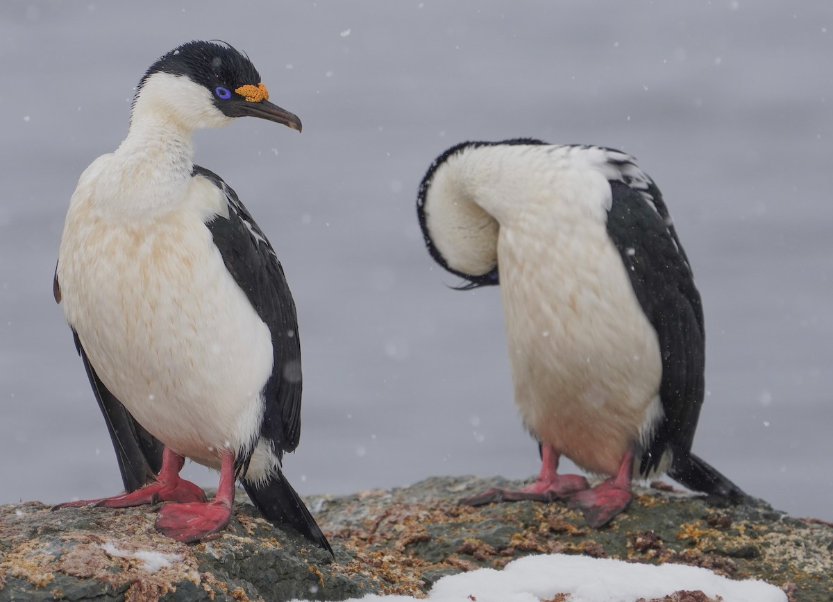 Imperial Cormorant (Antarctic) - ML646402203