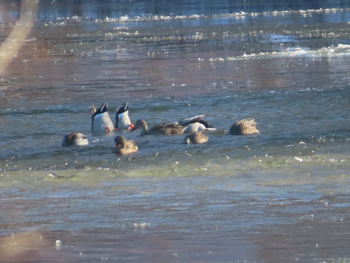 Mallard - ML646402204