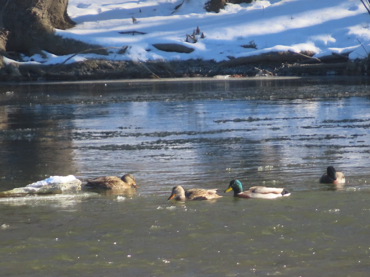 Mallard - ML646402206