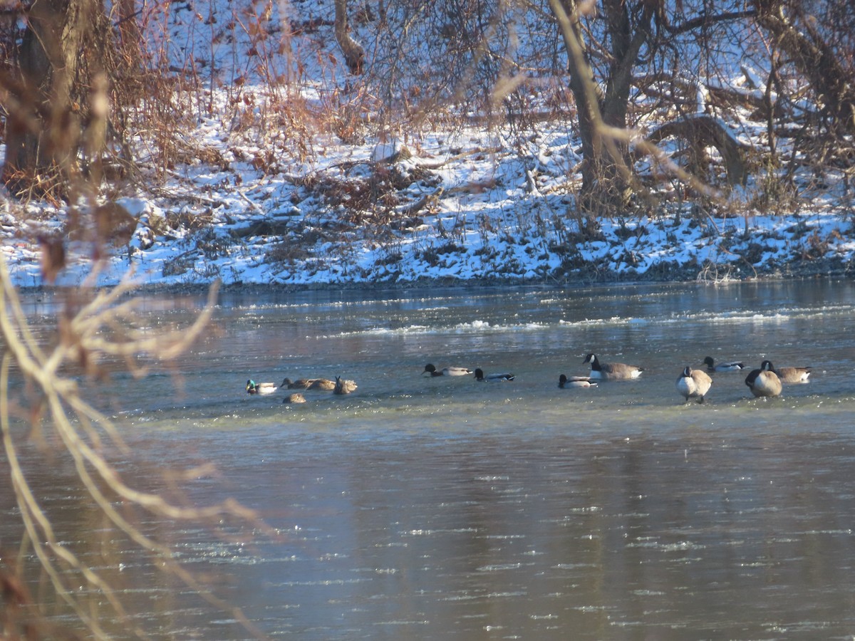 Mallard - ML646402207