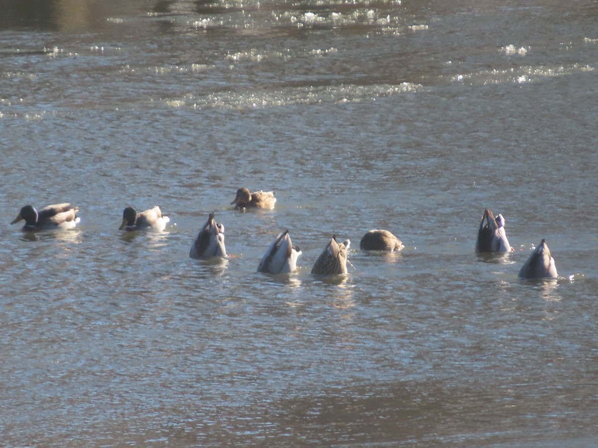 Mallard - ML646402208