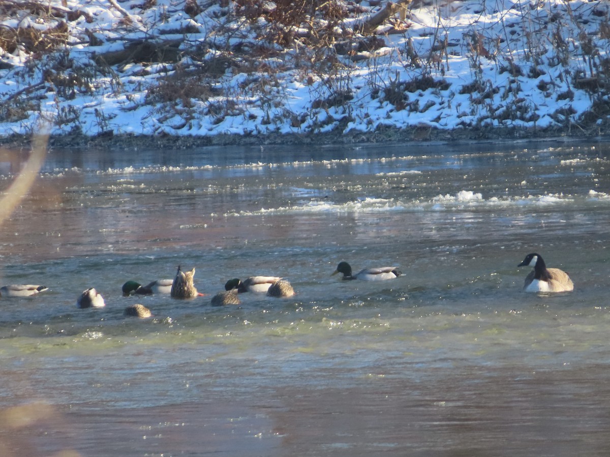 Mallard - ML646402209