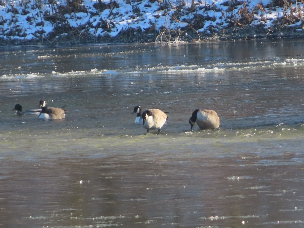 Mallard - ML646402210