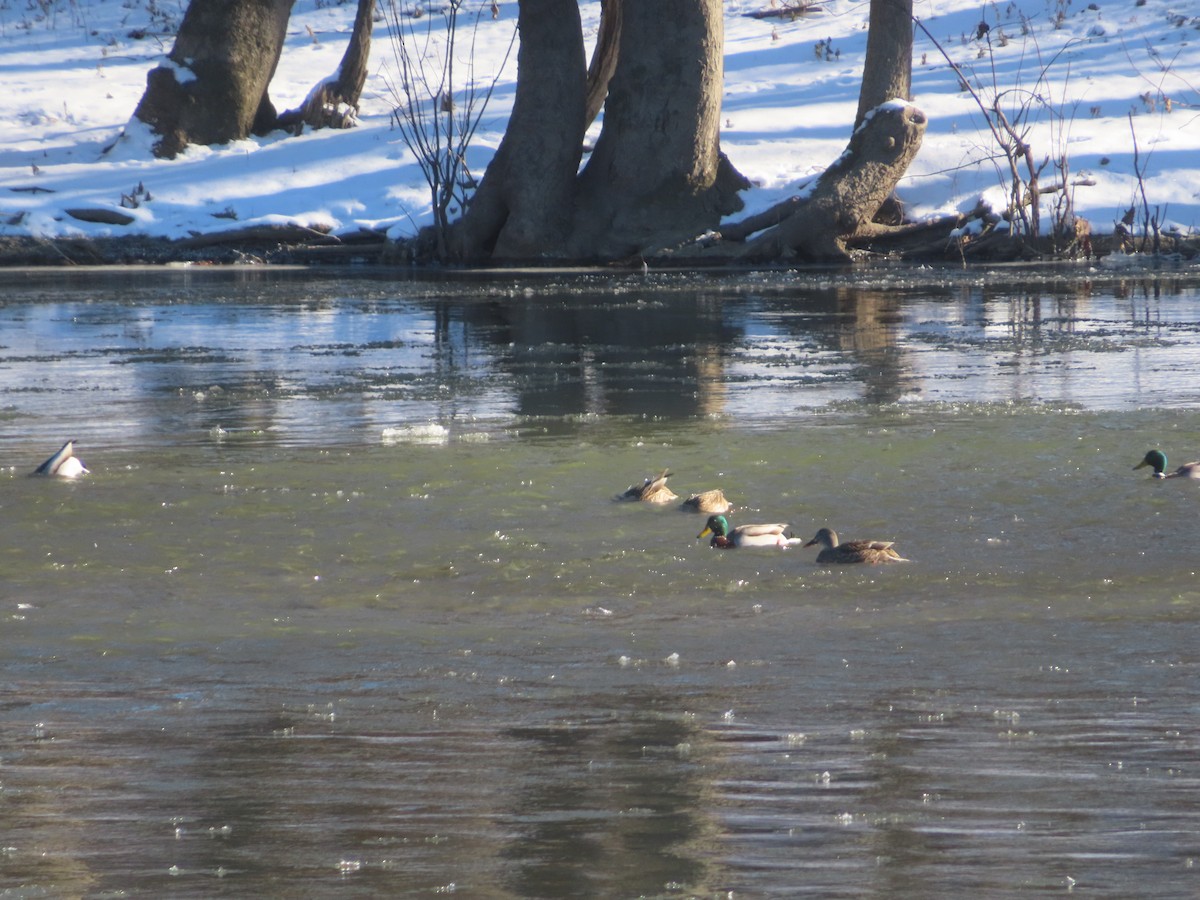 Mallard - ML646402211