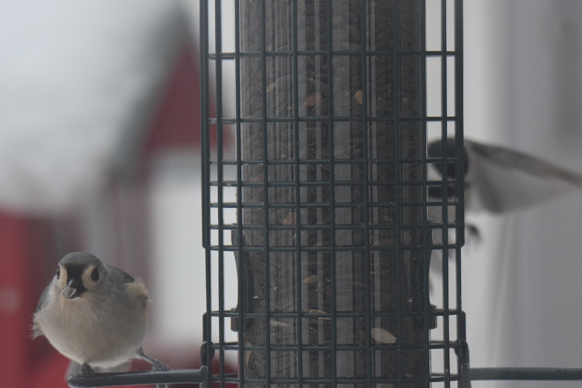 エボシガラ - ML646402212