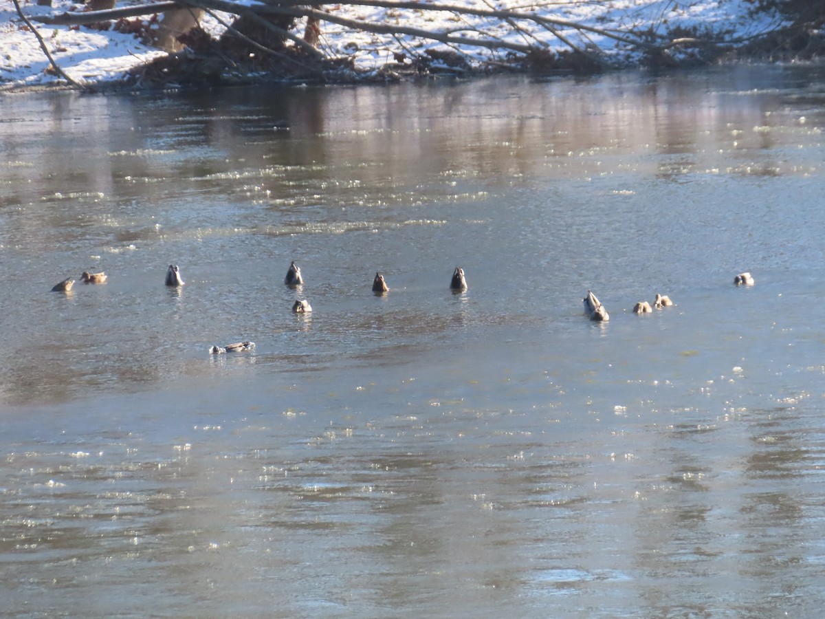 Mallard - ML646402213