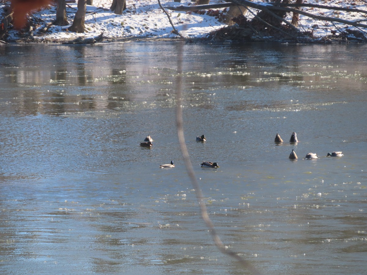 Mallard - ML646402214