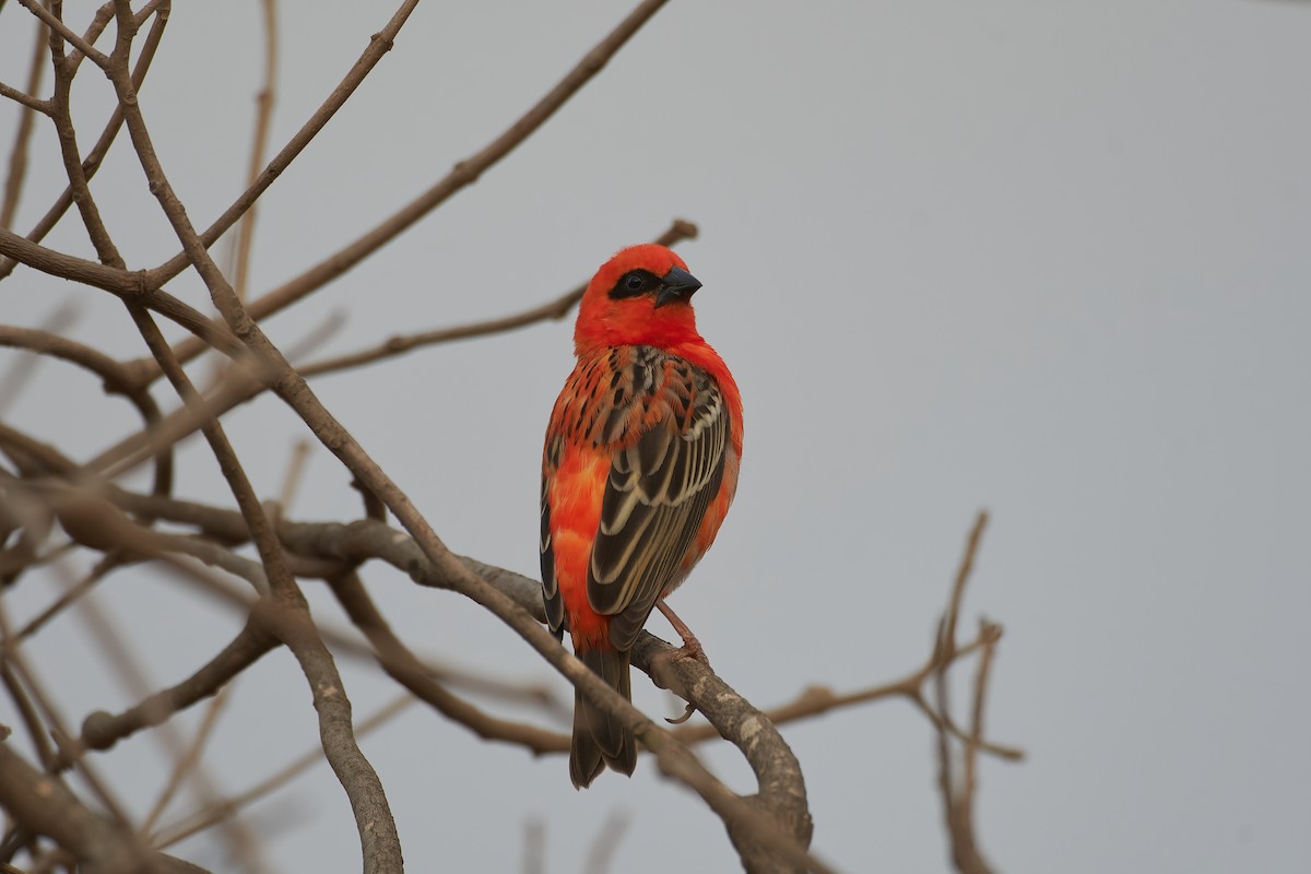 Red Fody - ML646402215