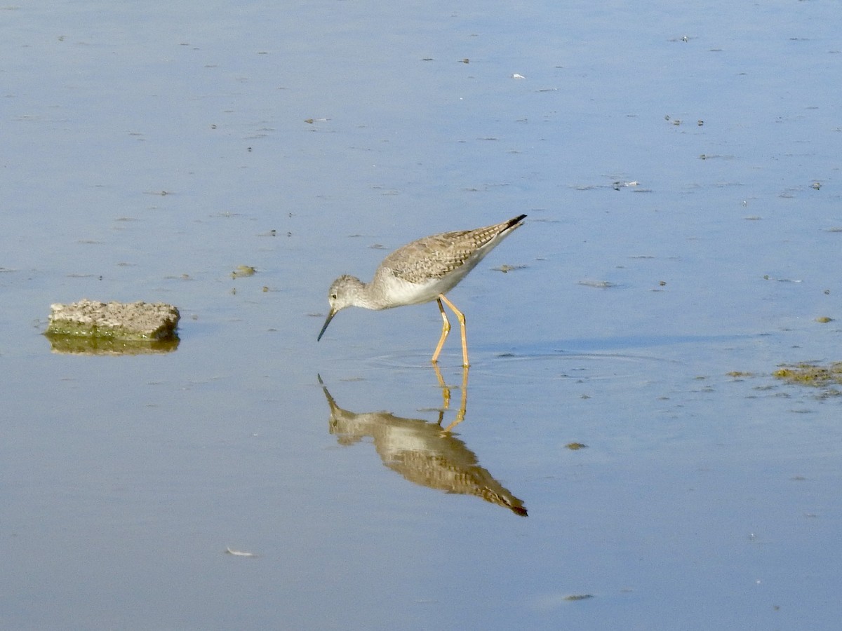 Lesser Yellowlegs - ML646402218