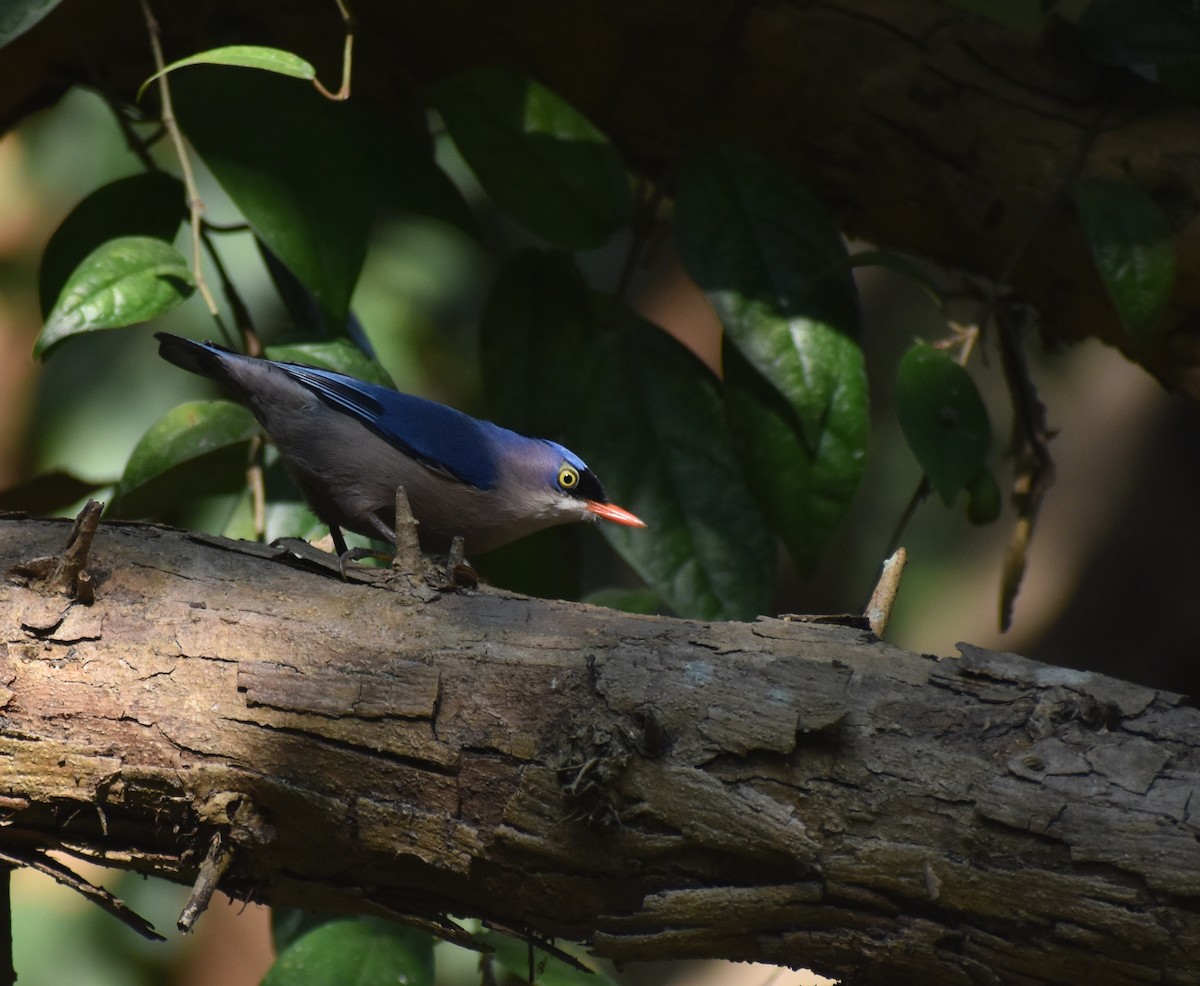 Velvet-fronted Nuthatch - ML646402223