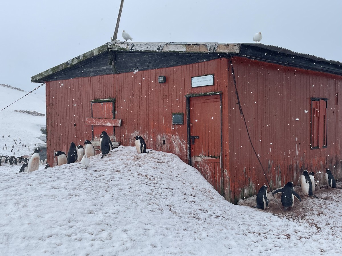 Gentoo Penguin - ML646402226