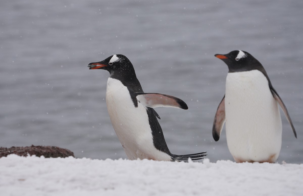 Gentoo Penguin - ML646402229