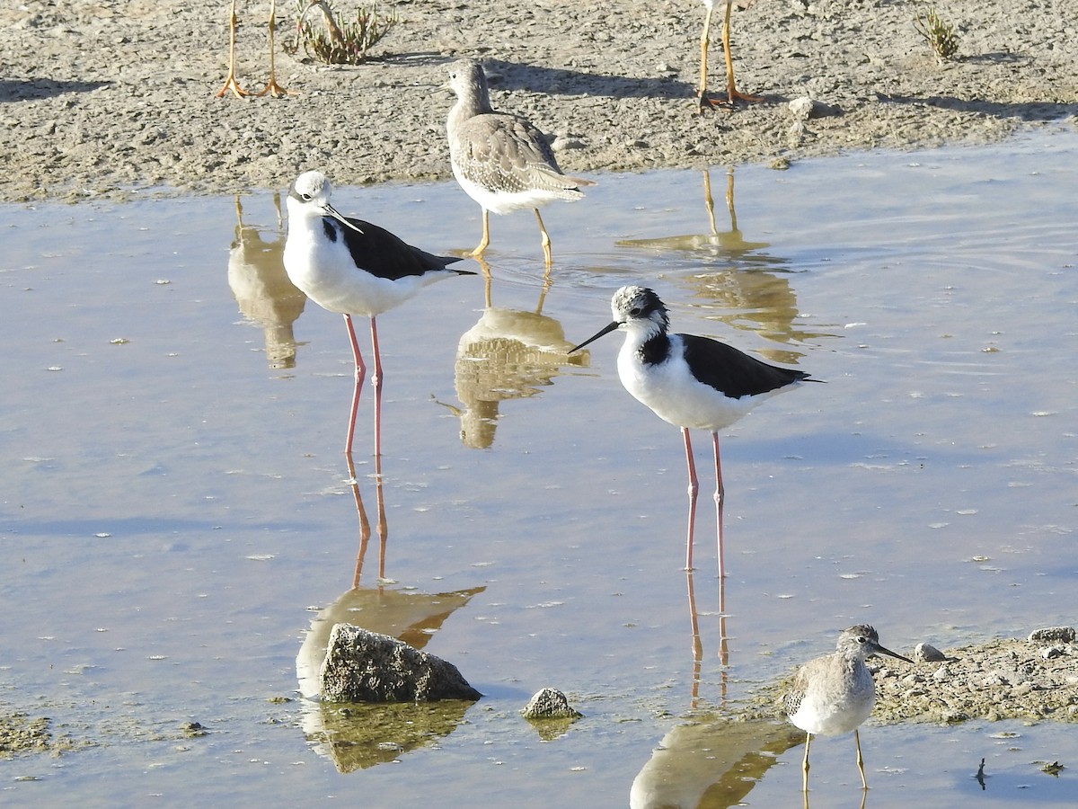 Black-necked Stilt - ML646402231