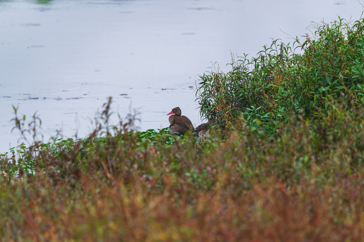Black-bellied Whistling-Duck - ML646402233