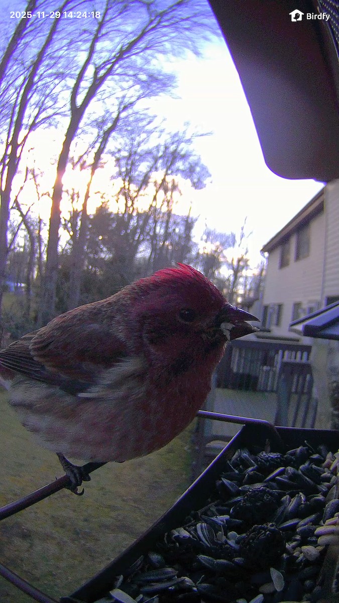 Purple Finch - ML646402241