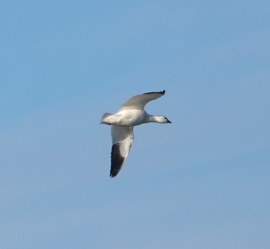 Ross's Goose - ML646402244