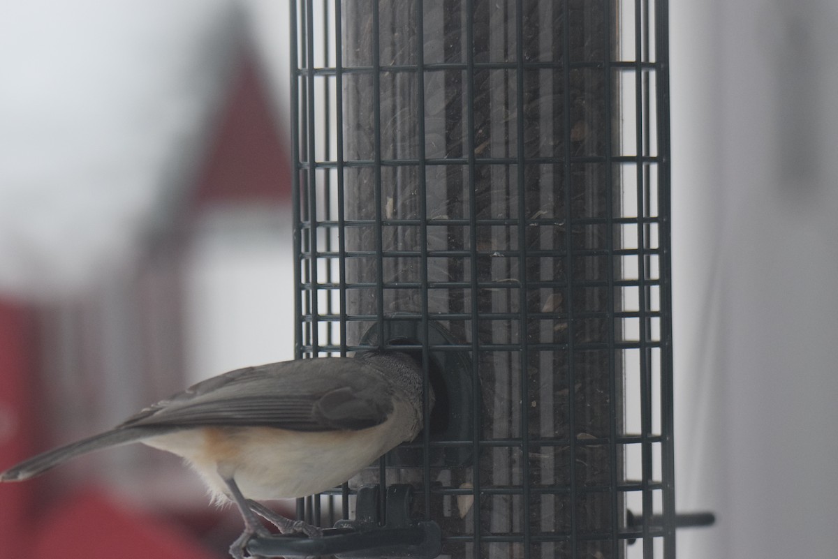 エボシガラ - ML646402246