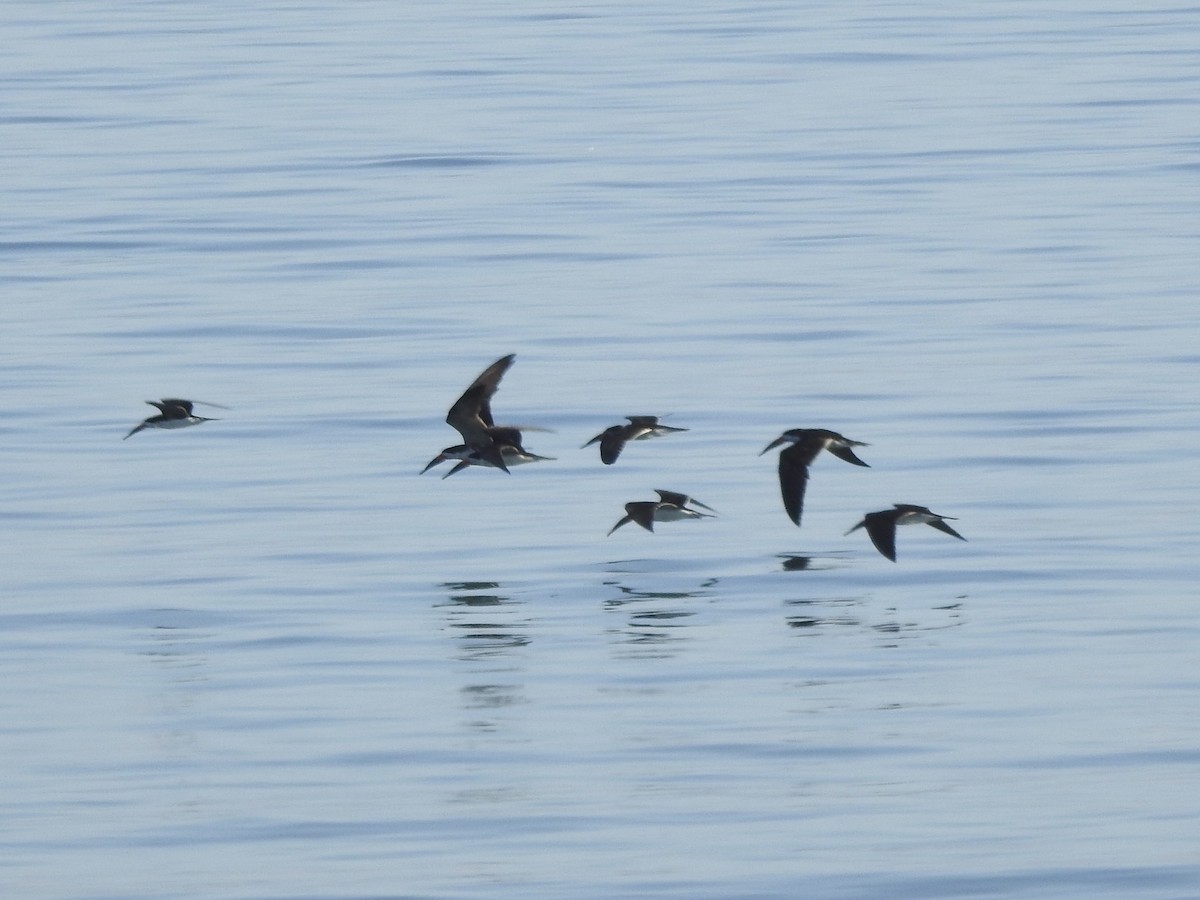 Black Skimmer - ML646402250