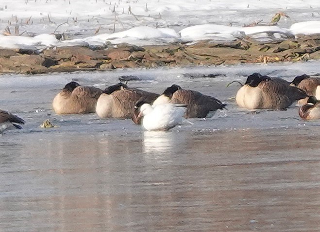 Ross's Goose - ML646402254