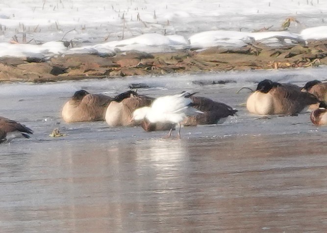 Ross's Goose - ML646402257