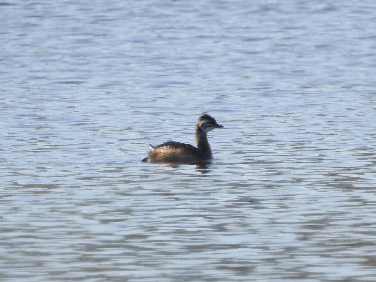 White-tufted Grebe - ML646402259