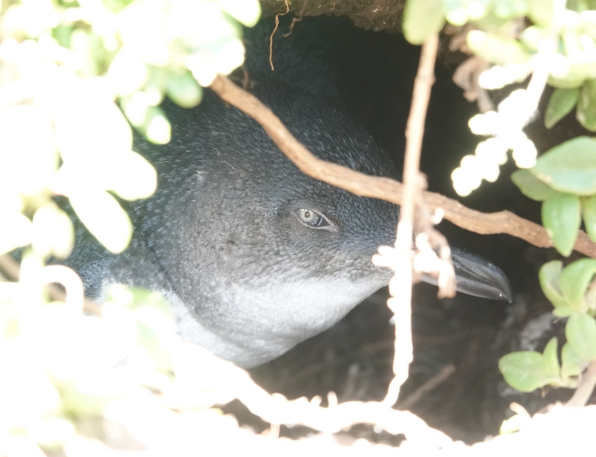 Little Penguin - ML646402260