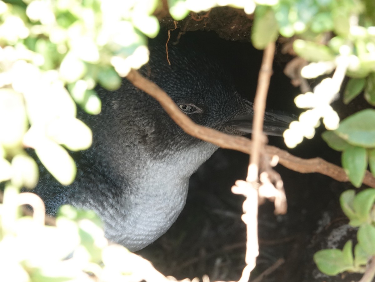 Little Penguin - ML646402262