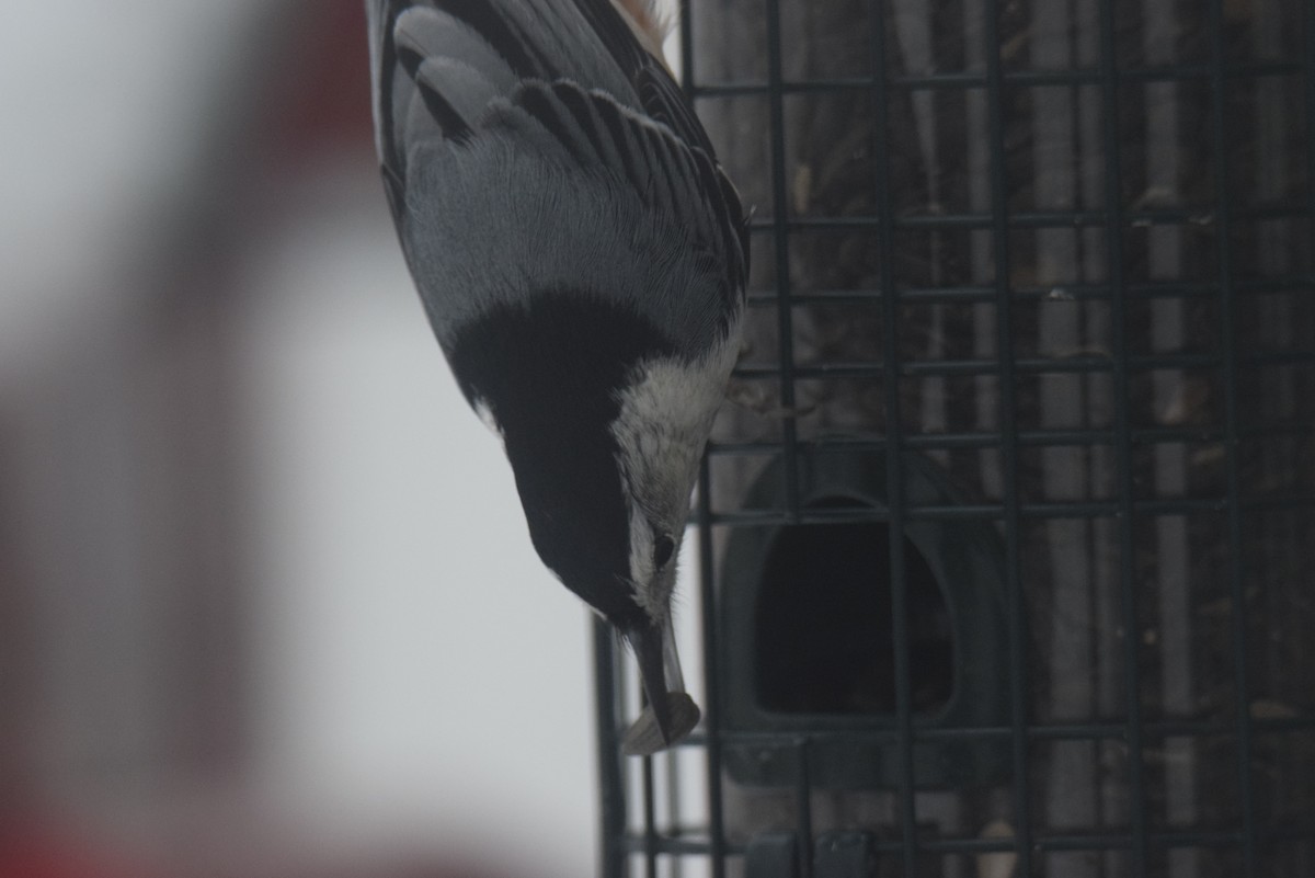 ムナジロゴジュウカラ - ML646402264