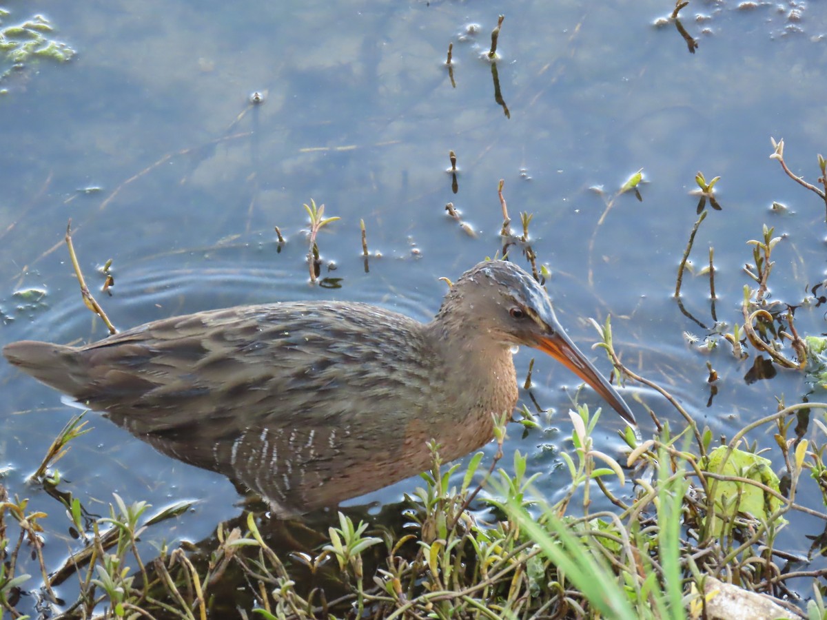 Ridgway's Rail - ML646402265