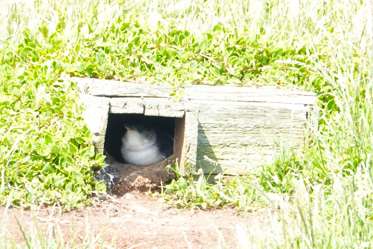 Little Penguin - ML646402267