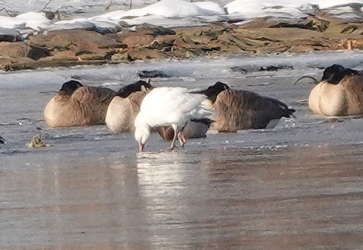 Ross's Goose - ML646402268