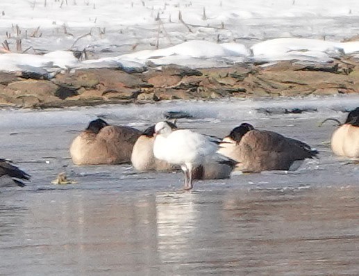 Ross's Goose - ML646402273