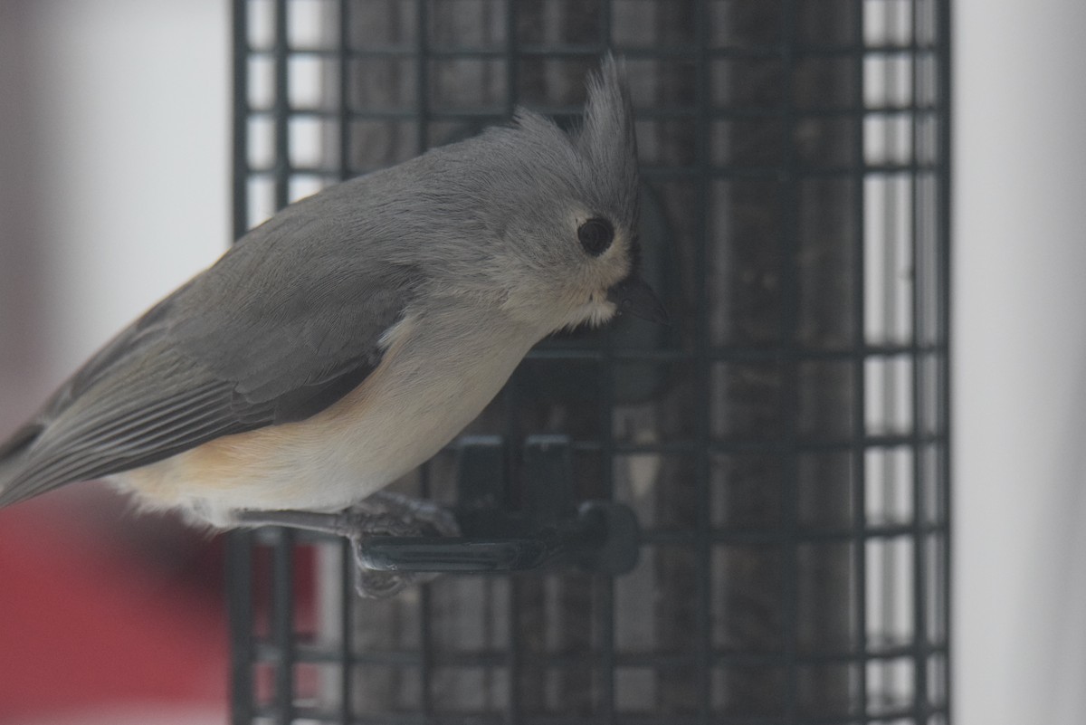 エボシガラ - ML646402274