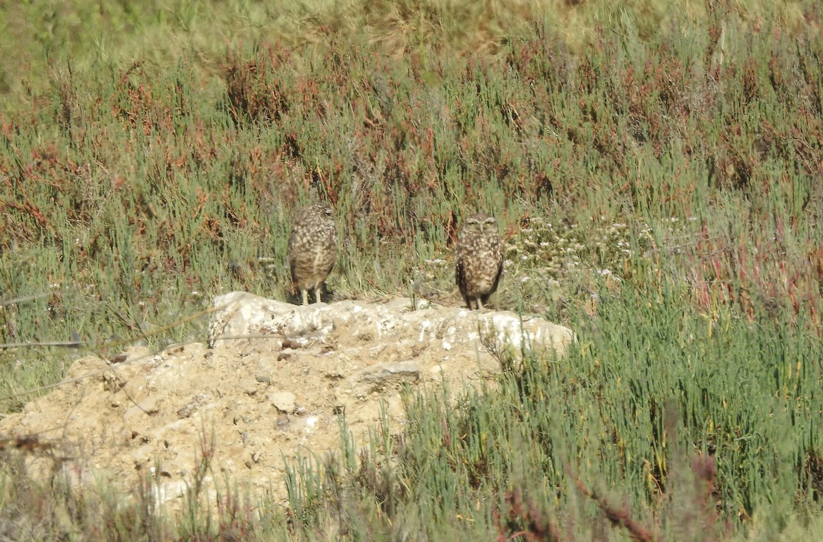 Burrowing Owl - ML646402275