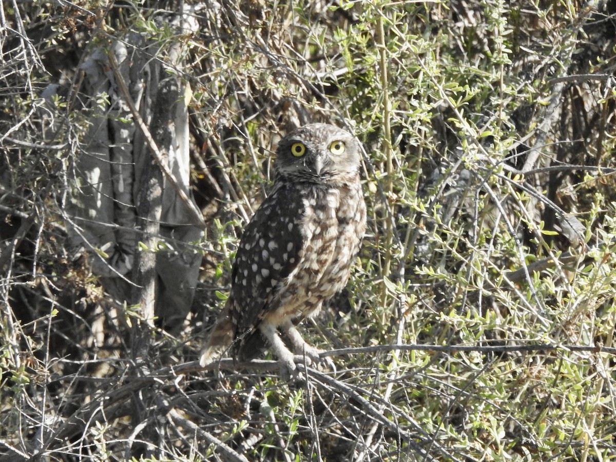 Burrowing Owl - ML646402276