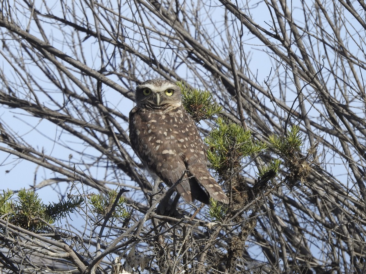 Burrowing Owl - ML646402277