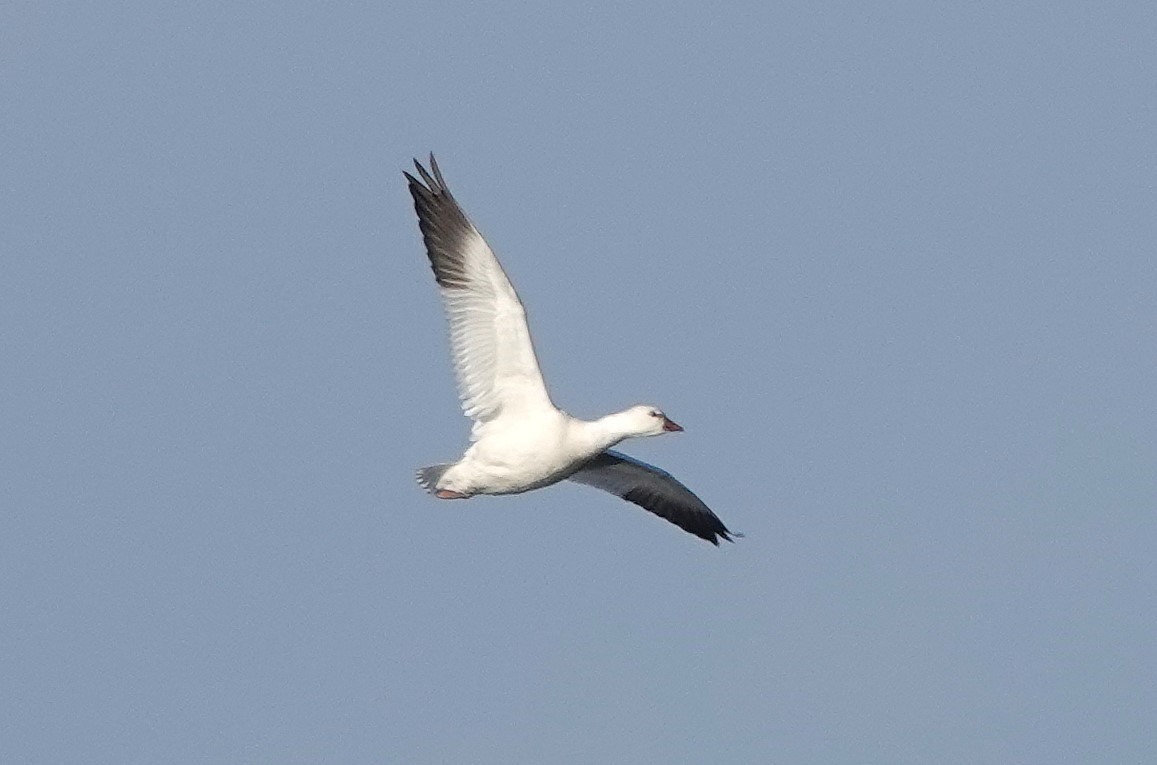 Ross's Goose - ML646402286