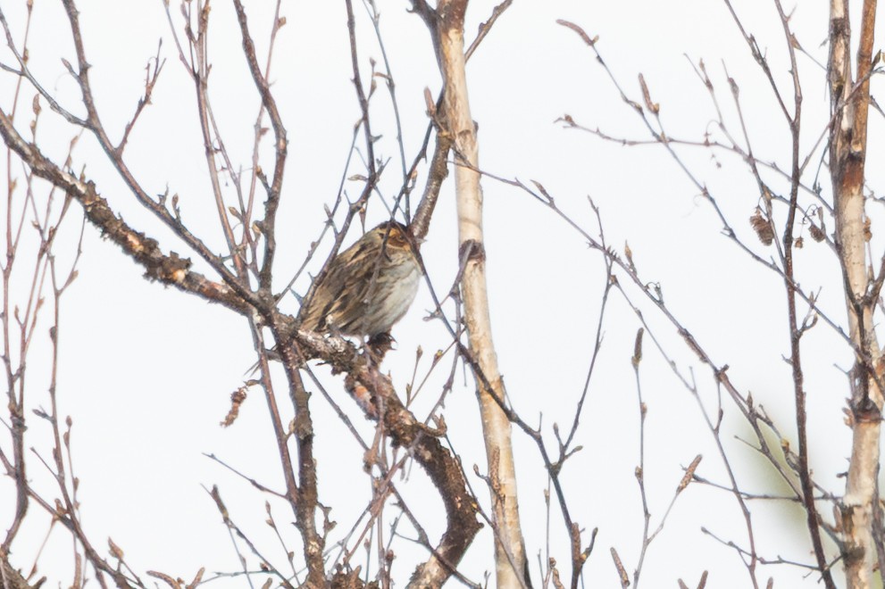 strnad malinký - ML646402288