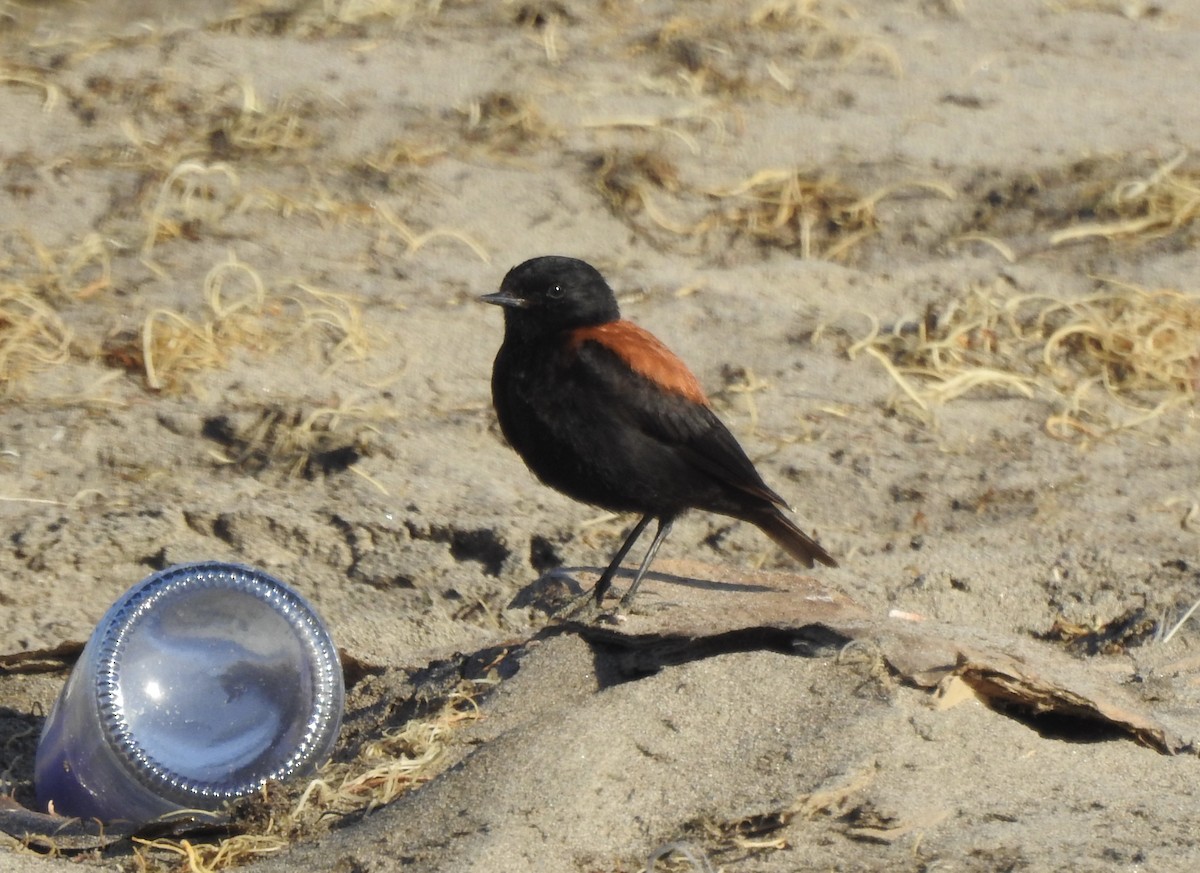 Austral Negrito - ML646402291