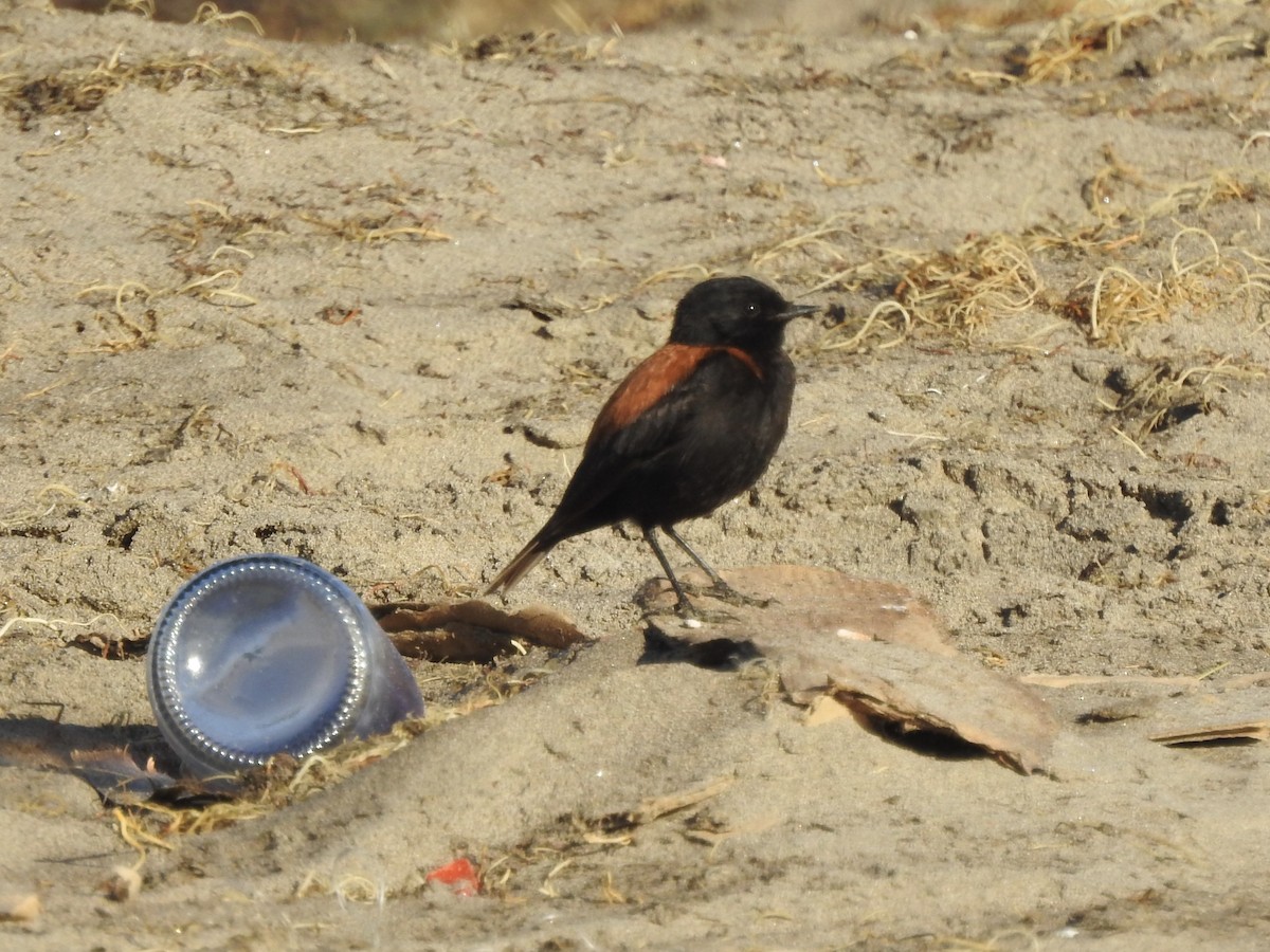 Austral Negrito - ML646402292