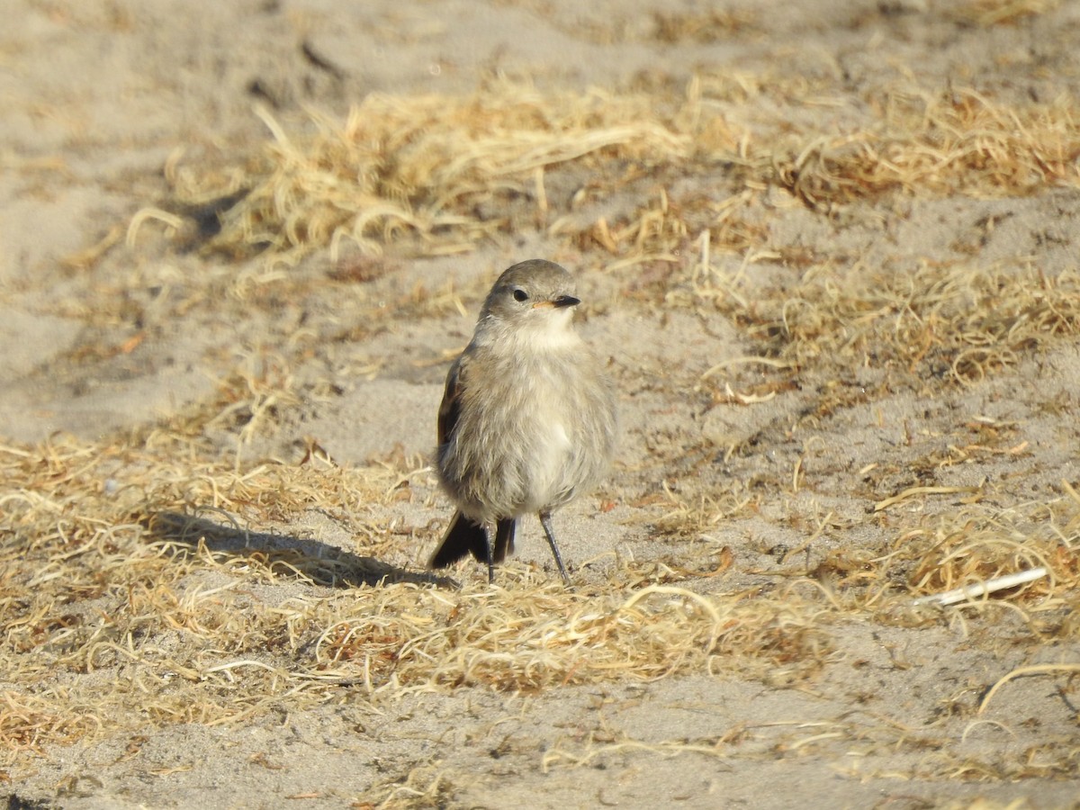 Austral Negrito - ML646402293