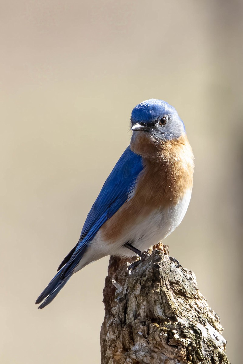 Eastern Bluebird - ML646402294
