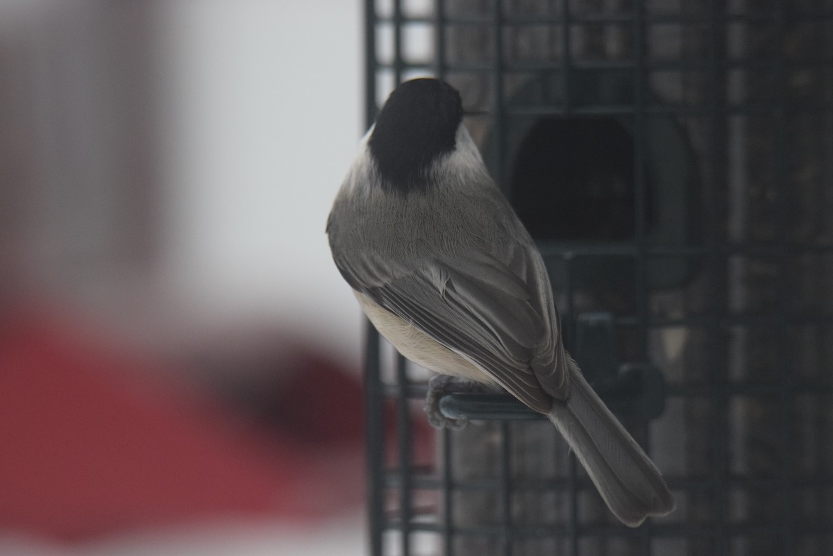 カロライナコガラ - ML646402295