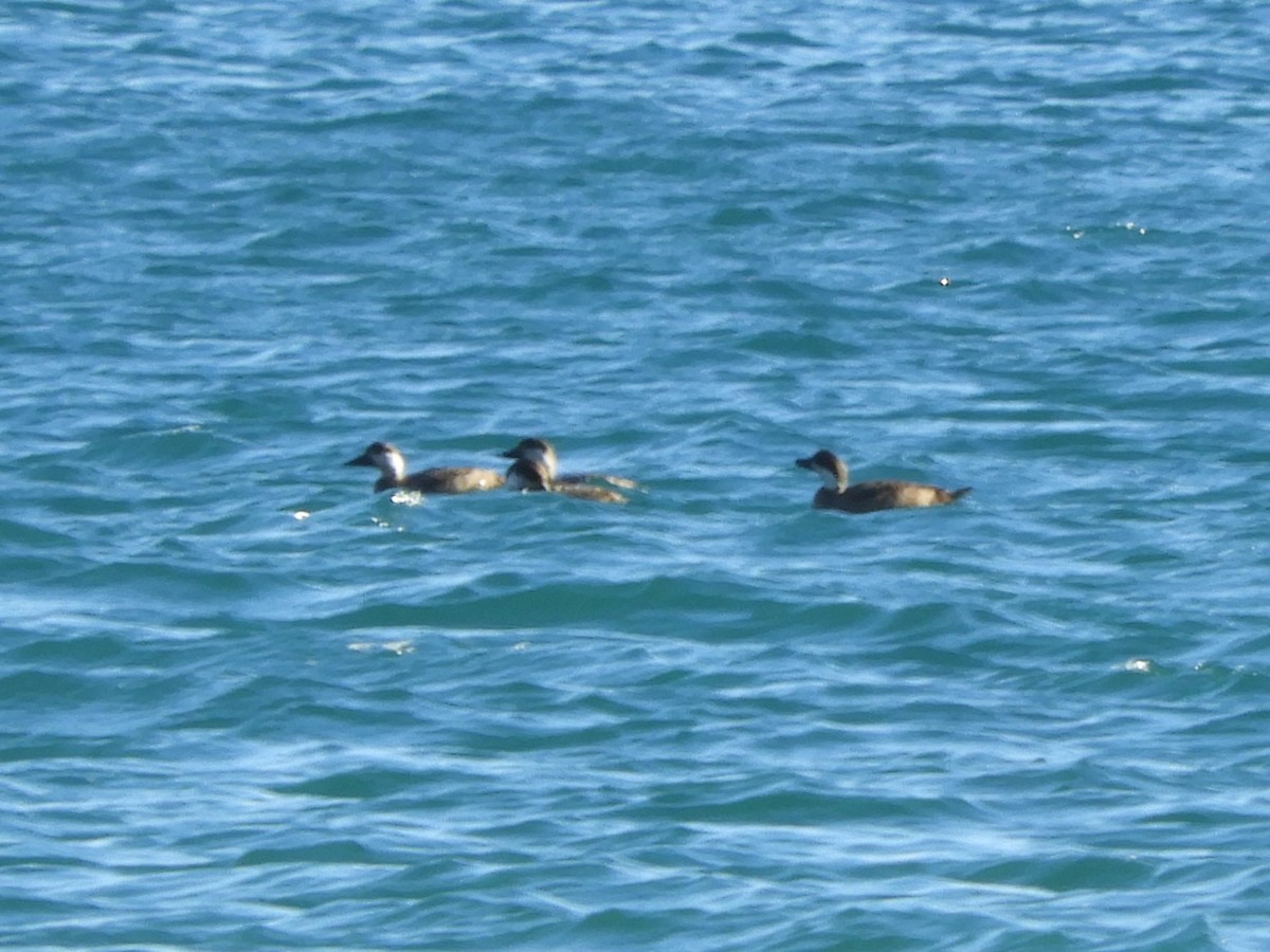 Ahatebeltz eurasiarra - ML646402298