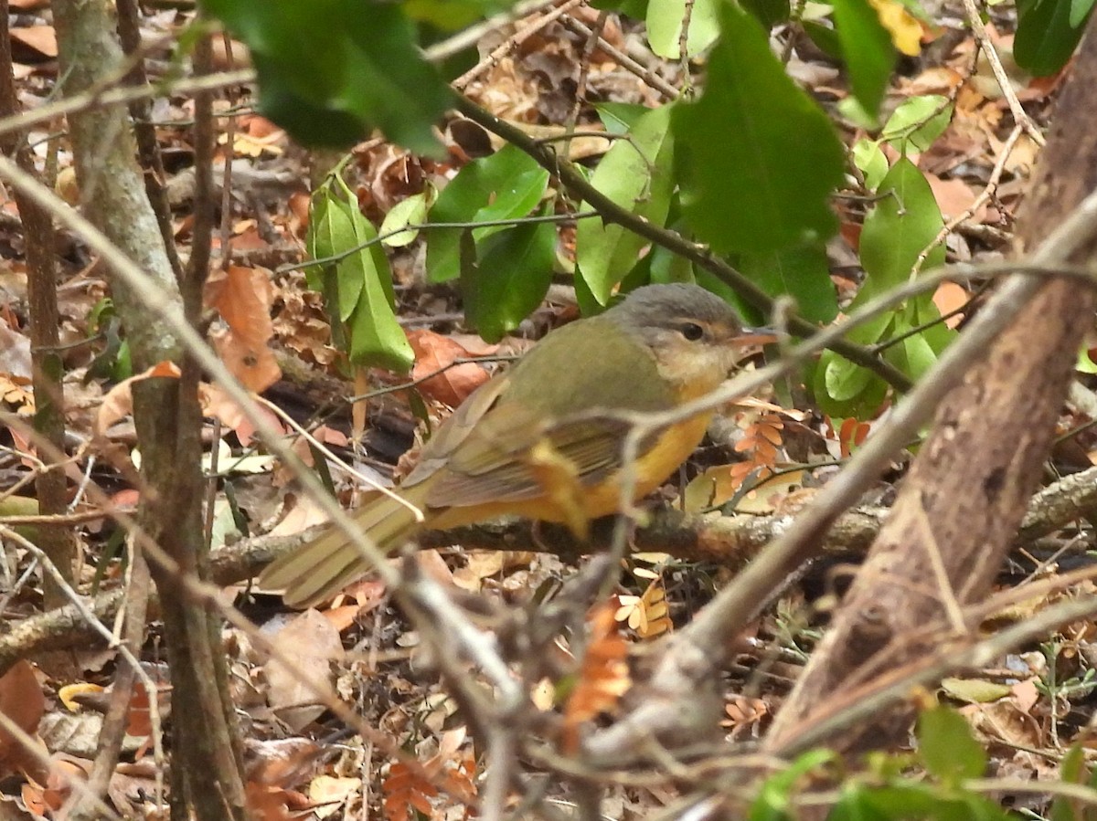 Appert's Tetraka - ML646402302