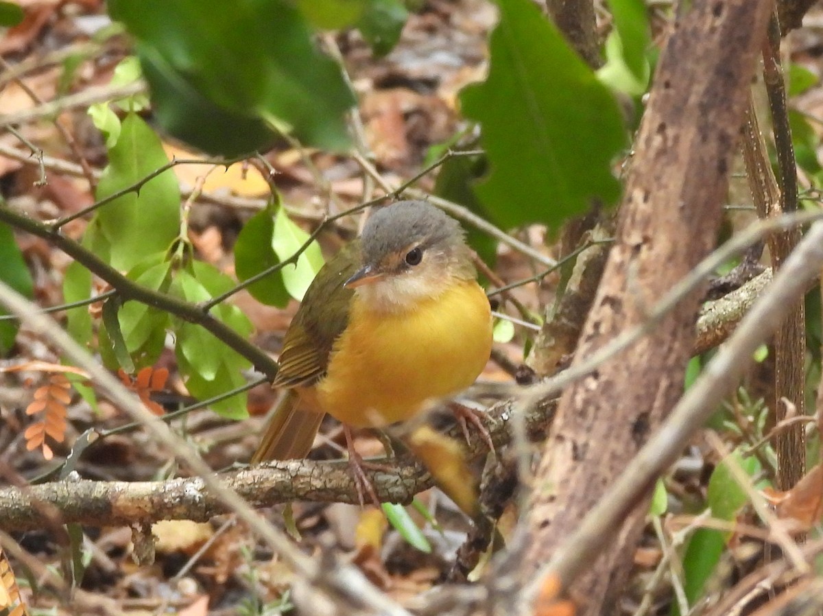 Appert's Tetraka - ML646402303