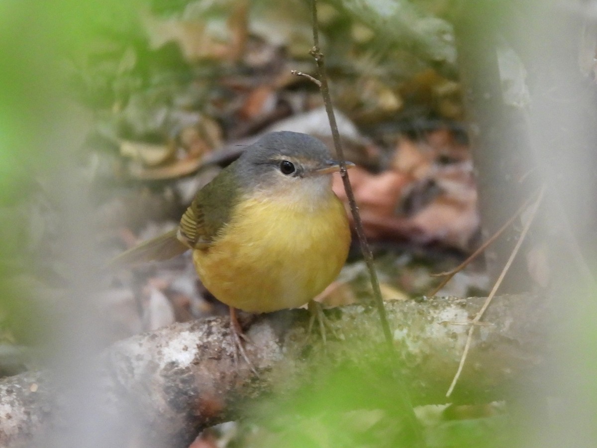 Appert's Tetraka - ML646402304