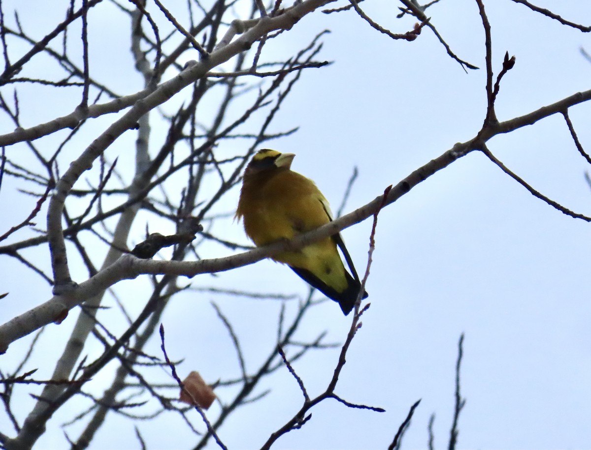 Evening Grosbeak - ML646402307